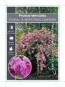 Picture of PRUNUS KIKU SHIDARE ZAKURA CHEALS WEEPING CHERRY Jumbo Tag                                                                                            
