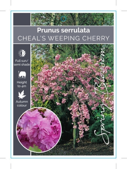 Picture of PRUNUS KIKU SHIDARE ZAKURA CHEALS WEEPING CHERRY Jumbo Tag                                                                                            