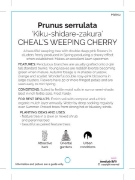 Picture of PRUNUS KIKU SHIDARE ZAKURA CHEALS WEEPING CHERRY Jumbo Tag                                                                                            
