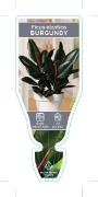 Picture of HOUSEPLANT FICUS BURGUNDY                                                                                                                             