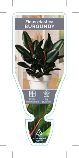 Picture of HOUSEPLANT FICUS BURGUNDY                                                                                                                             