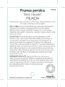 Picture of FRUIT PEACH RED HAVEN (HERITAGE)                                                                                                                      