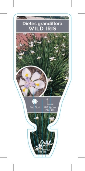 Picture of DIETES GRANDIFLORA WILD IRIS                                                                                                                          