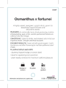 Picture of OSMANTHUS X FORTUNEI                                                                                                                                  