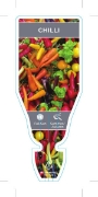 Picture of VEGETABLE CHILLI MIXED PICTURE (Capsicum annuum)                                                                                                      