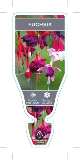Picture of FUCHSIA MIXED PICTURE (UNNAMED VARIETY)                                                                                                               