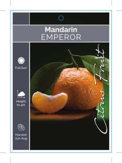 Picture of FRUIT CITRUS MANDARIN EMPEROR Jumbo Tag                                                                                                               