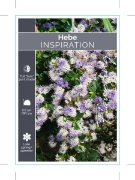Picture of **HEBE INSPIRATION                                                                                                                                    