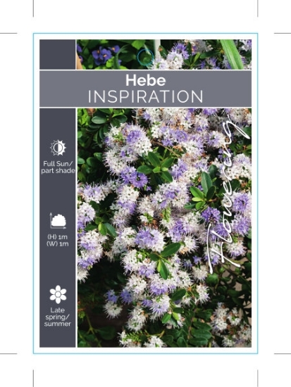 Picture of **HEBE INSPIRATION                                                                                                                                    