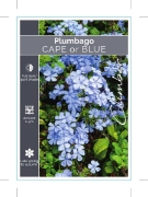 Picture of **PLUMBAGO AURICULATA CAPE OR BLUE                                                                                                                    