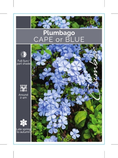 Picture of **PLUMBAGO AURICULATA CAPE OR BLUE                                                                                                                    