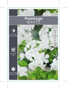Picture of **PLUMBAGO AURICULATA VAR ALBA WHITE                                                                                                                  