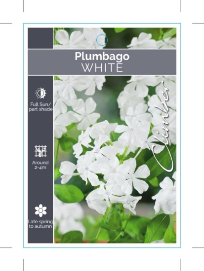 Picture of **PLUMBAGO AURICULATA VAR ALBA WHITE                                                                                                                  