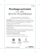Picture of **PLUMBAGO AURICULATA VAR ALBA WHITE                                                                                                                  