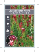 Picture of LEUCADENDRON SAFARI SUNSET                                                                                                                            