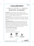 Picture of LEUCADENDRON SAFARI SUNSET                                                                                                                            