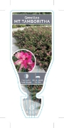 Picture of GREVILLEA LANIGERA MT TAMBORITHA FORM                                                                                                                 