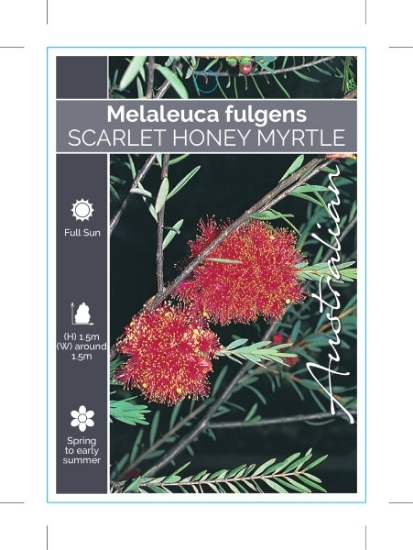 Picture of MELALEUCA FULGENS                                                                                                                                     