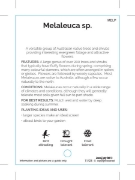 Picture of MELALEUCA (MIXED PICTURE)                                                                                                                             