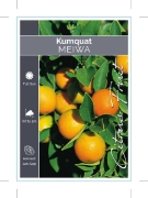 Picture of FRUIT CITRUS KUMQUAT MEIWA                                                                                                                            