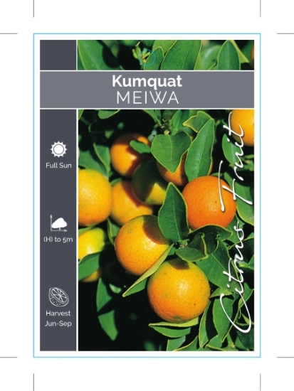 Picture of FRUIT CITRUS KUMQUAT MEIWA                                                                                                                            