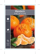 Picture of FRUIT CITRUS MANDARIN HICKSON                                                                                                                         