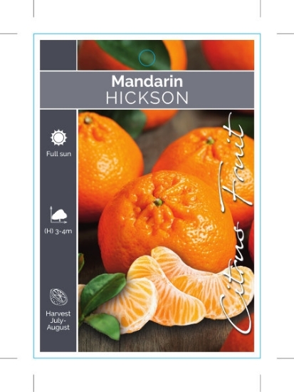 Picture of FRUIT CITRUS MANDARIN HICKSON                                                                                                                         