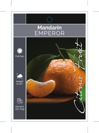 Picture of FRUIT CITRUS MANDARIN EMPEROR                                                                                                                         