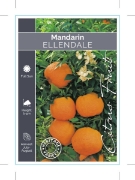 Picture of FRUIT CITRUS MANDARIN ELLENDALE (HERITAGE)                                                                                                            