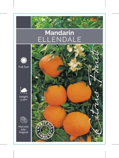 Picture of FRUIT CITRUS MANDARIN ELLENDALE (HERITAGE)                                                                                                            