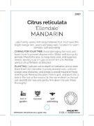 Picture of FRUIT CITRUS MANDARIN ELLENDALE (HERITAGE)                                                                                                            