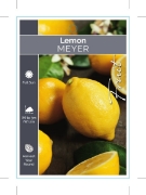 Picture of FRUIT CITRUS LEMON MEYER                                                                                                                              