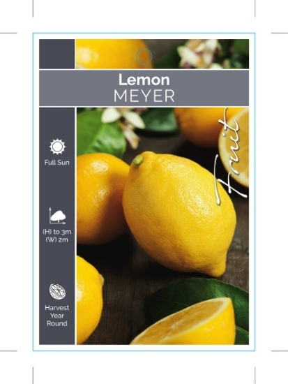 Picture of FRUIT CITRUS LEMON MEYER                                                                                                                              