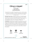 Picture of FRUIT CITRUS LEMON MEYER                                                                                                                              