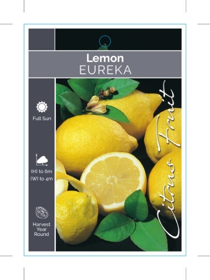Picture of FRUIT CITRUS LEMON EUREKA                                                                                                                             