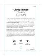 Picture of FRUIT CITRUS LEMON EUREKA                                                                                                                             