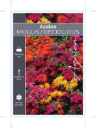 Picture of AZALEA MOLLIS/DECIDUOUS - (UNNAMED VARIETY)                                                                                                           