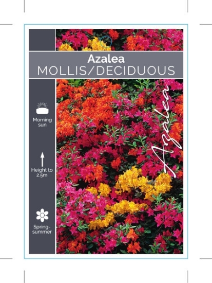 Picture of AZALEA MOLLIS/DECIDUOUS - (UNNAMED VARIETY)                                                                                                           