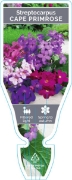 Picture of STREPTOCARPUS - MIXED PICTURE (UNNAMED VARIETY)                                                                                                       