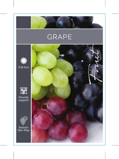Picture of FRUIT GRAPE MIXED (UNNAMED VARIETY)                                                                                                                   