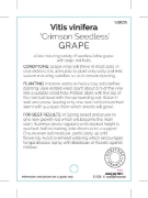 Picture of **FRUIT GRAPE TABLE CRIMSON SEEDLESS (HERITAGE)                                                                                                       