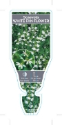 Picture of **SCAEVOLA ALBIDA WHITE FAN FLOWER                                                                                                                    