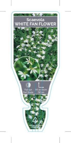Picture of **SCAEVOLA ALBIDA WHITE FAN FLOWER                                                                                                                    