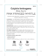Picture of CALYTRIX TETRAGONA PINK FORM                                                                                                                          