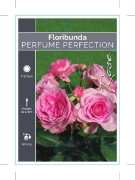 Picture of ROSE PERFUME PERFECTION (FL)                                                                                                                          