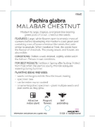 Picture of NUT MALABAR CHESTNUT                                                                                                                                  