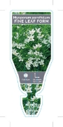 Picture of MYOPORUM PARVIFOLIUM FINE LEAF FORM                                                                                                                   