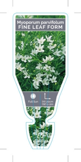 Picture of MYOPORUM PARVIFOLIUM FINE LEAF FORM                                                                                                                   