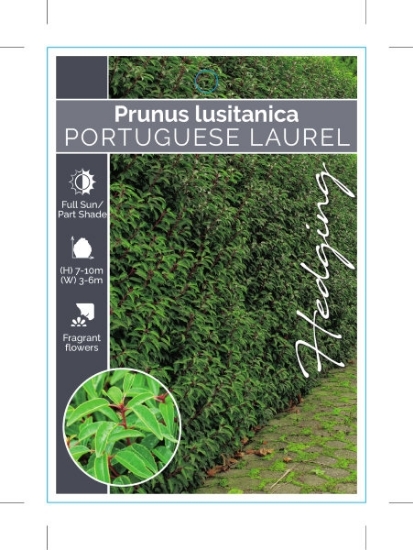 Picture of **PRUNUS LUSITANICA PORTUGUESE LAUREL                                                                                                                 