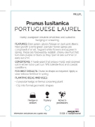 Picture of **PRUNUS LUSITANICA PORTUGUESE LAUREL                                                                                                                 